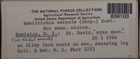Hemitrichia serpula image